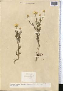 Anthemis, Middle Asia, Kopet Dag, Badkhyz, Small & Great Balkhan (M1) (Turkmenistan)