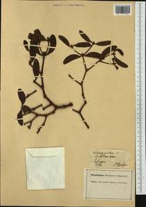 Viscum album L., Western Europe (EUR) (Germany)