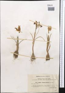 Iris kolpakowskiana Regel, Middle Asia, Western Tian Shan & Karatau (M3) (Kazakhstan)