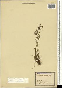 Catabrosella humilis (M.Bieb.) Tzvelev, Caucasus, Georgia (K4) (Georgia)