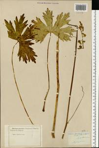 Aconitum lycoctonum subsp. lasiostomum (Rchb.) Warncke, Eastern Europe, Central forest-and-steppe region (E6) (Russia)