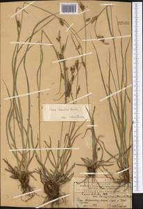 Carex diluta M.Bieb., Middle Asia, Western Tian Shan & Karatau (M3) (Kazakhstan)