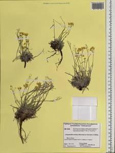 Physaria arctica (Wormsk. ex Hornem.) O'Kane & Al-Shehbaz, Siberia, Central Siberia (S3) (Russia)