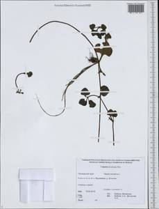 Trapella sinensis Oliv., Siberia, Russian Far East (S6) (Russia)