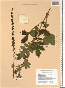 Agrimonia eupatoria L., Caucasus, Black Sea Shore (from Novorossiysk to Adler) (K3) (Russia)