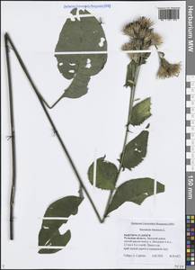 Serratula tinctoria L., Eastern Europe, Central region (E4) (Russia)