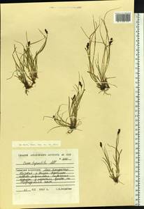 Carex lachenalii subsp. lachenalii, Siberia, Western Siberia (S1) (Russia)