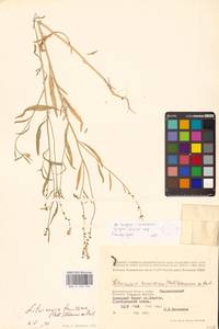 Litwinowia tenuissima (Pall.) Woronow ex Pavlov, Eastern Europe, Lower Volga region (E9) (Russia)