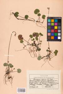 Homogyne alpina (L.) Cass., Eastern Europe, West Ukrainian region (E13) (Ukraine)