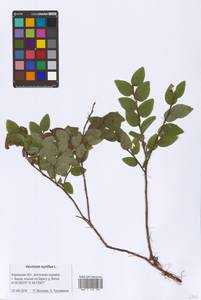 Vaccinium myrtillus L., Eastern Europe, Volga-Kama region (E7) (Russia)