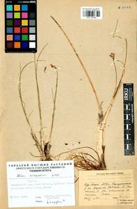 Allium anisopodium Ledeb., Siberia, Baikal & Transbaikal region (S4) (Russia)