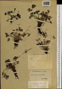 Anemonastrum narcissiflorum subsp. crinitum (Juz.) Raus, Siberia, Yakutia (S5) (Russia)