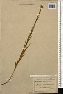 Dianthus caucaseus Sims, Caucasus, Abkhazia (K4a) (Abkhazia)