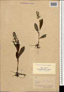 Dactylorhiza viridis (L.) R.M.Bateman, Pridgeon & M.W.Chase, Caucasus, Stavropol Krai, Karachay-Cherkessia & Kabardino-Balkaria (K1b) (Russia)