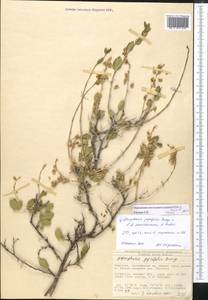 Atraphaxis pyrifolia × seravschanica, Middle Asia, Western Tian Shan & Karatau (M3) (Kyrgyzstan)