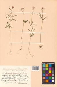 Cardamine trifida (Lam. ex Poir.) B. M. G. Jones, Siberia, Russian Far East (S6) (Russia)