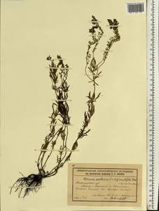 Veronica austriaca subsp. dentata (F. W. Schmidt) Watzl, Eastern Europe, Volga-Kama region (E7) (Russia)