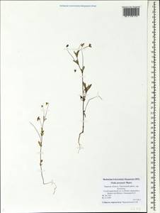 Viola arvensis Murray, Eastern Europe, North-Western region (E2) (Russia)
