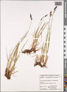 Carex buxbaumii Wahlenb., Siberia, Central Siberia (S3) (Russia)