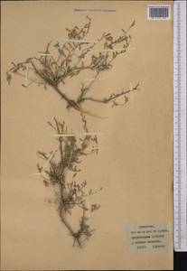 Astragalus, Middle Asia, Karakum (M6) (Turkmenistan)