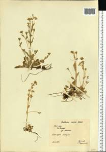 Cochlearia groenlandica L., Eastern Europe, Northern region (E1) (Russia)