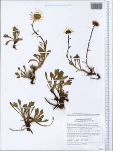 Arctanthemum arcticum subsp. polare (Hultén) Tzvelev, Eastern Europe, Northern region (E1) (Russia)