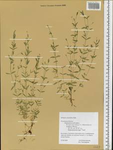 Stellaria crassifolia Ehrh., Eastern Europe, Central region (E4) (Russia)