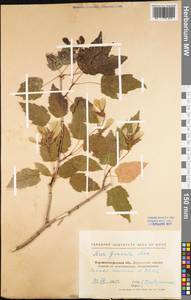 Acer tataricum subsp. ginnala (Maxim.) Wesm., Eastern Europe, North Ukrainian region (E11) (Ukraine)