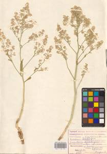 Lepidium latifolium L., Eastern Europe, Lower Volga region (E9) (Russia)