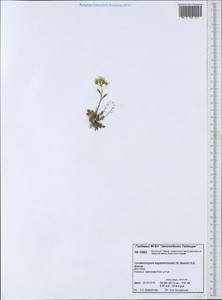 Arabidopsis septentrionalis (N. Busch) D. A. German, Siberia, Central Siberia (S3) (Russia)