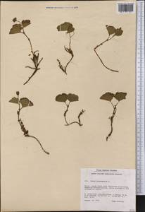 Rubus chamaemorus L., America (AMER) (Greenland)