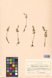 Botrychium lunaria (L.) Sw., Eastern Europe, Moscow region (E4a) (Russia)