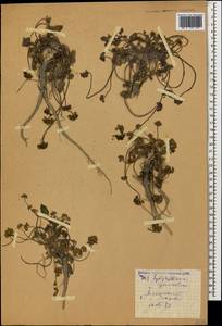 Heracleum graveolens (C. A. Mey.), Caucasus, North Ossetia, Ingushetia & Chechnya (K1c) (Russia)