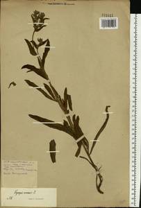 Lycopsis arvensis L., Eastern Europe, Belarus (E3a) (Belarus)