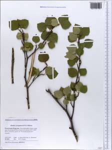 Betula pubescens var. pumila (Zanoni ex Murray) Govaerts, Eastern Europe, Northern region (E1) (Russia)