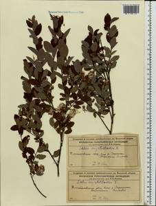 Salix myrtilloides L., Eastern Europe, Moscow region (E4a) (Russia)