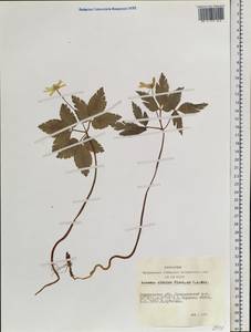 Anemone altaica Fisch. ex C.A.Mey., Siberia, Altai & Sayany Mountains (S2) (Russia)