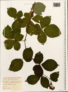 Rubus discernendus (Sudre) Sudre, Caucasus, Black Sea Shore (from Novorossiysk to Adler) (K3) (Russia)