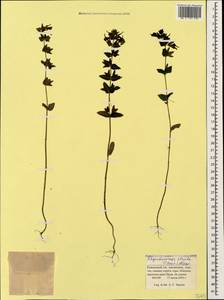 Rhynchocorys strictus (C. Koch) Boiss., Caucasus, Krasnodar Krai & Adygea (K1a) (Russia)