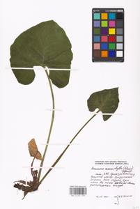 Brunnera macrophylla (Adams) I. M. Johnst., Eastern Europe, Moscow region (E4a) (Russia)