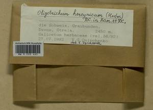 Oligotrichum hercynicum (Hedw.) DC., Bryophytes, Bryophytes - Western Europe (BEu) (Switzerland)