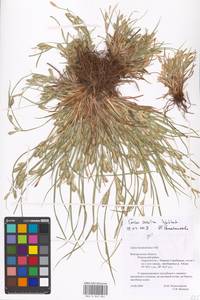Carex secalina Willd. ex Wahlenb., Eastern Europe, Central forest-and-steppe region (E6) (Russia)