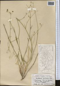 Bupleurum exaltatum M.Bieb., Middle Asia, Pamir & Pamiro-Alai (M2) (Tajikistan)