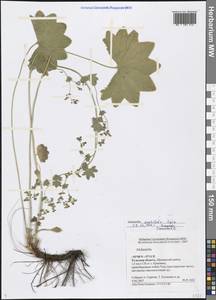 Alchemilla vulgaris L., Eastern Europe, Central region (E4) (Russia)