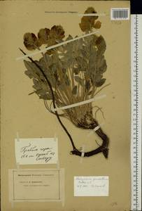 Hedysarum grandiflorum Pall., Eastern Europe, Eastern region (E10) (Russia)