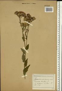 Serratula tinctoria L., Eastern Europe, Moscow region (E4a) (Russia)