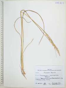 Calamagrostis arundinacea (L.) Roth, Siberia, Russian Far East (S6) (Russia)