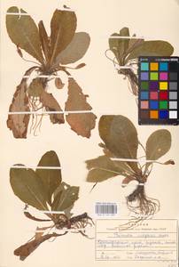 Primula vulgaris Huds., Caucasus, Krasnodar Krai & Adygea (K1a) (Russia)