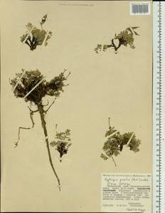 Oxytropis pumilio (Pall.)Ledeb., Siberia, Russian Far East (S6) (Russia)