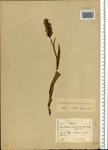 Dactylorhiza incarnata (L.) Soó, Eastern Europe, North-Western region (E2) (Russia)
